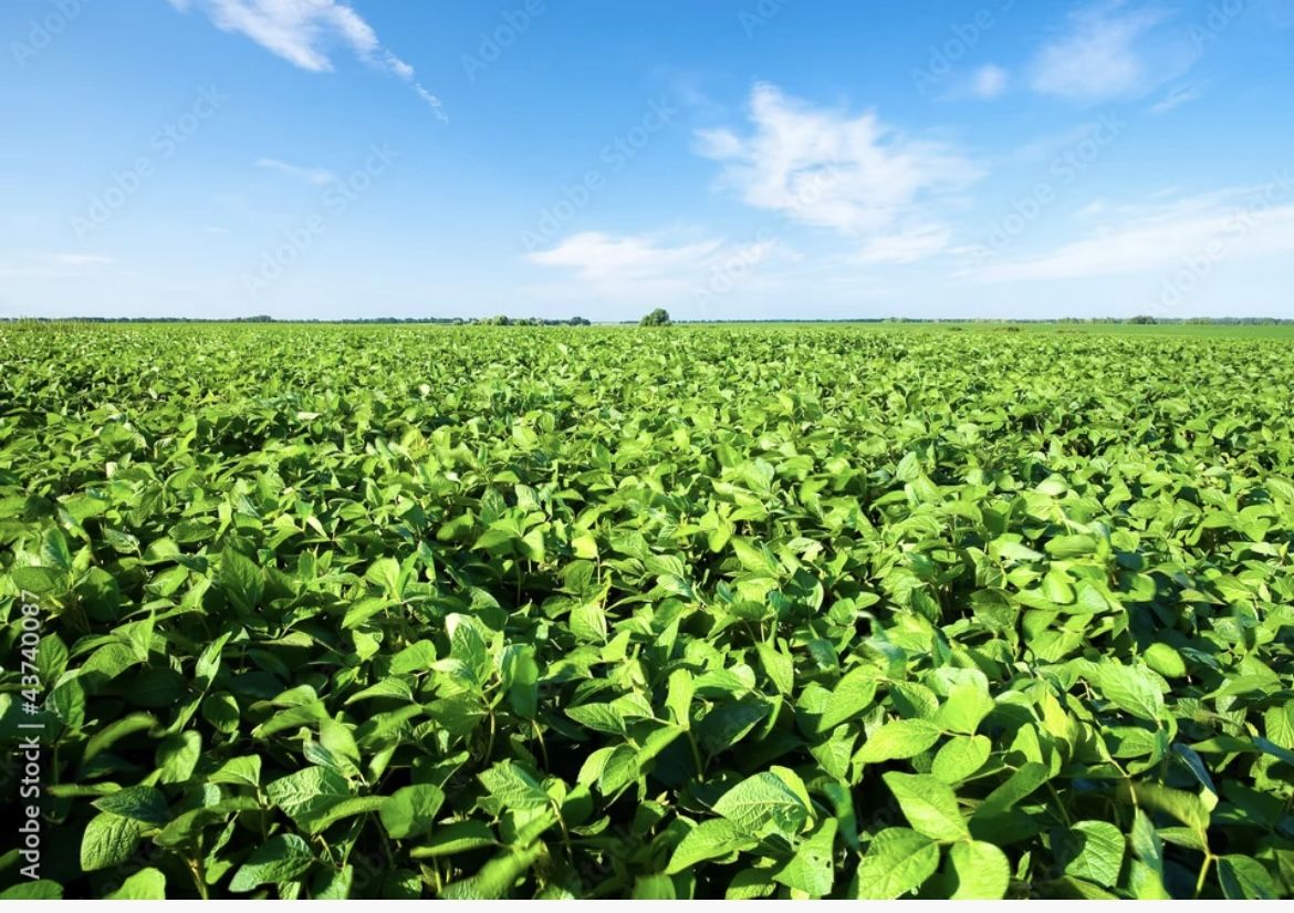 Avaliação de imóveis rural em Mato Grosso