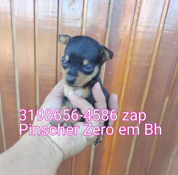 Pinscher Zero em Belo Horizonte