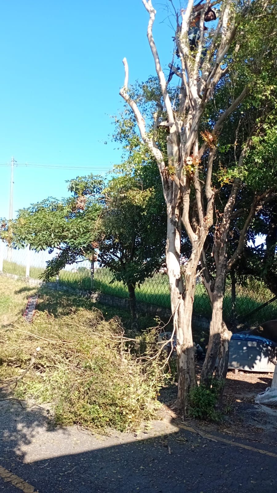 Poda de arvore em Diadema