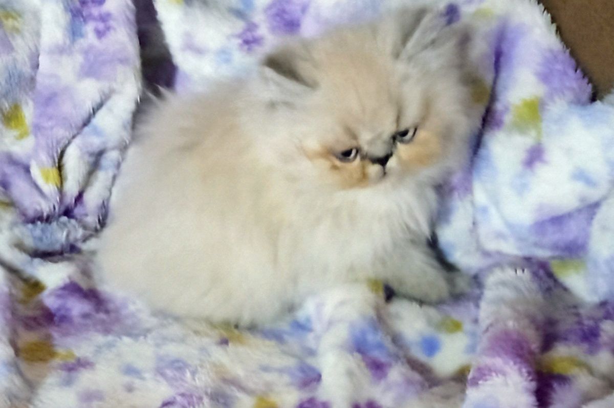 Vendo filhotes de gato
