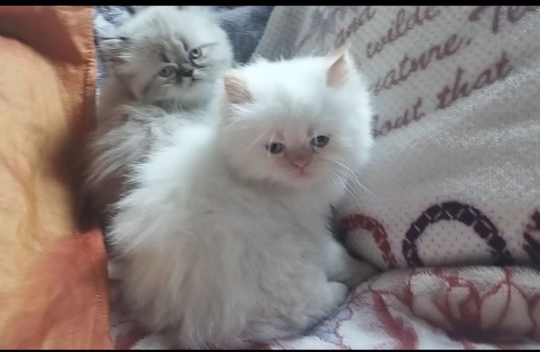 Gatos persas lindíssimos