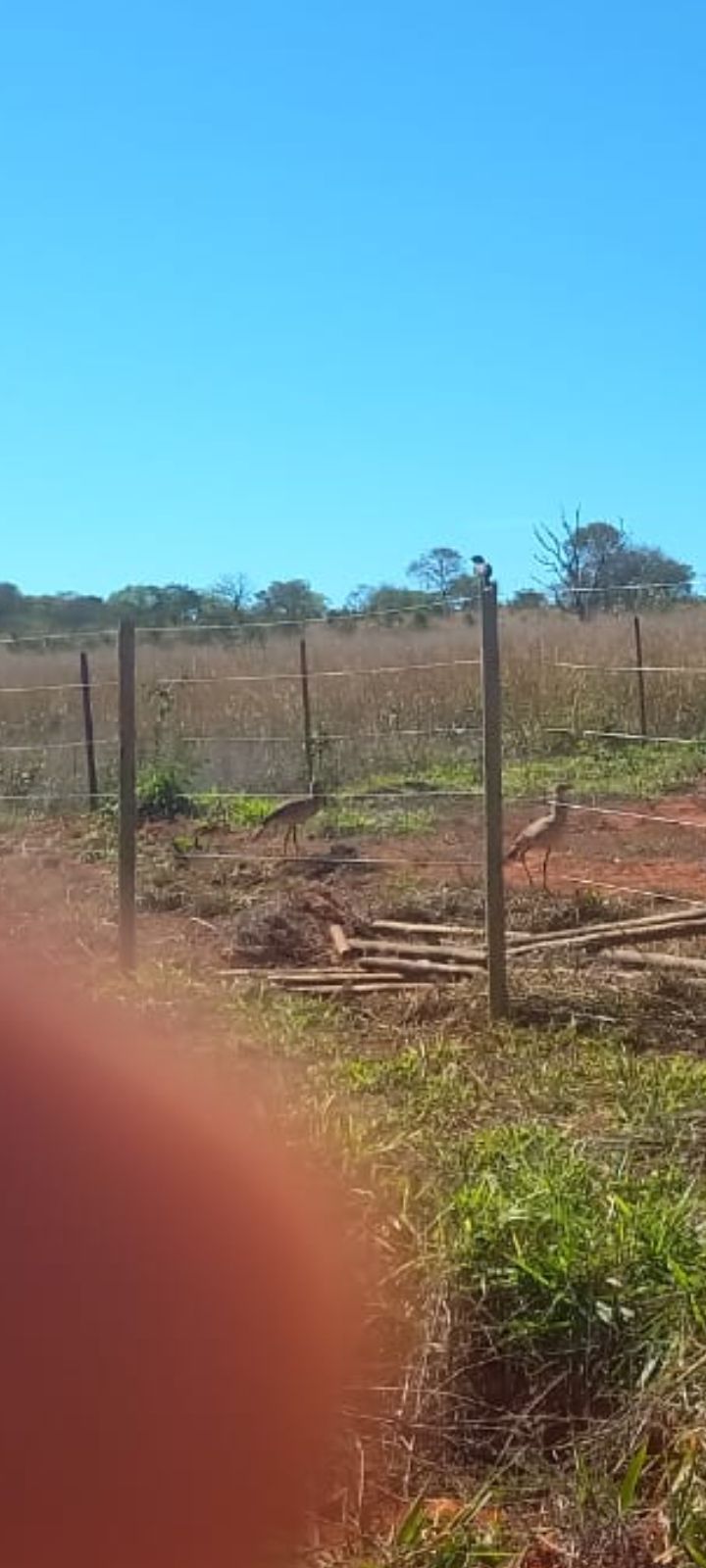 Vendo lonte no chacreamento na saída Nova esperança