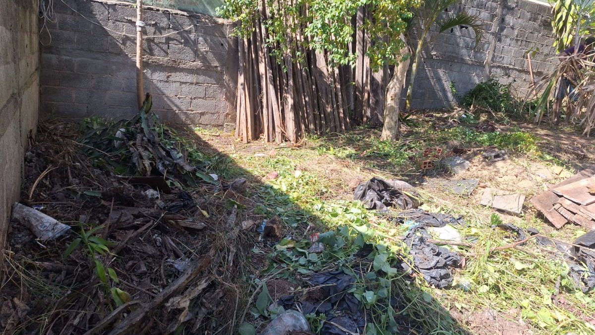 Poda de arvore Poda de manutenção Santo André