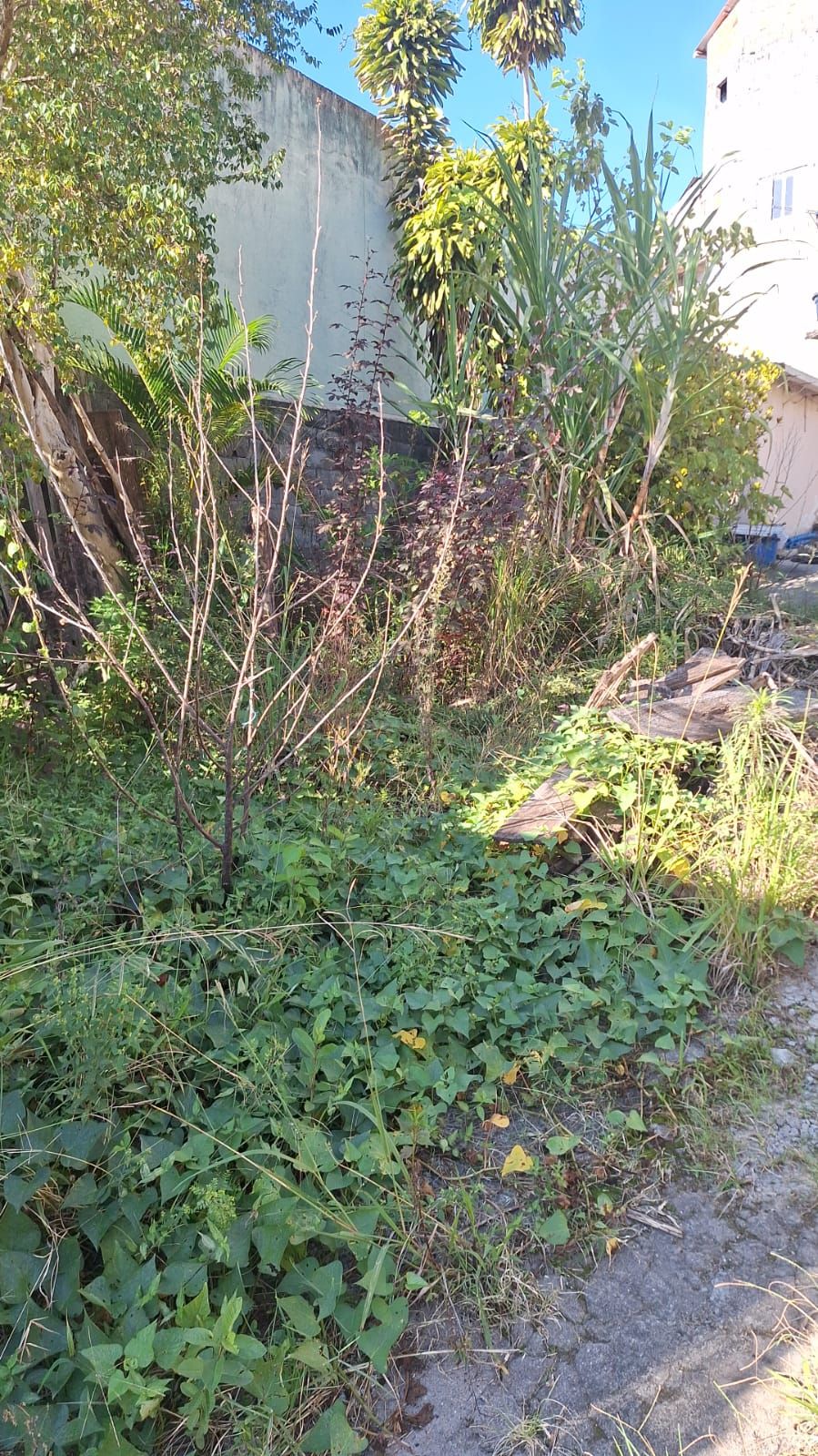 Limpeza de Terreno e Poda de Arvore São Paulo
